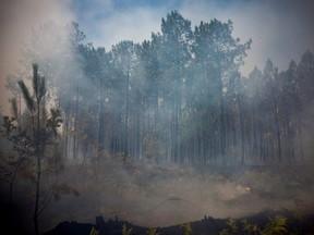 Smoke and burned trees are seen during a fire near Louchats, as wildfires continue to spread in the Gironde region of southwestern France, Sunday, July 17, 2022.