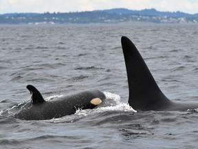 A young southern resident killer whale (left), shown in a handout photo, spotted swimming in the waters off the west side of Vancouver Island now has a name. The Center for Whale Research based in Washington state says it has dubbed the latest addition to K Pod as K45 after staff spotted it in a tight group with other family members northeast of Race Rocks on Saturday.