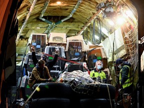 Rescued dogs and cats stranded in Afghanistan arrive at Vancouver International Airport as part of an international rescue and transport mission through SPCA International and partners, in Richmond, British Columbia, Canada, February 1, 2022.