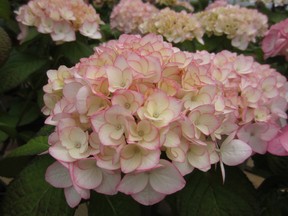 Delicate as their blooms may look, hydrangeas are actually quite tough. Minter Country Garden photo