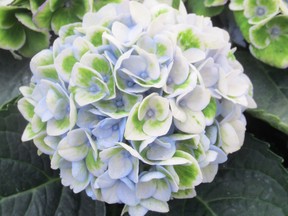 Everlasting hydrangeas offer long lasting colour and excellent garden performance. Minter Country Garden photo