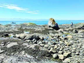 Seismologist Edwin Nissen looks at a 'glacial erratic' at Harling Point in Oak Bay during a rare ultra-low tide. The large piece of granite likely travelled in a glacier from the Coast Mountains about 12,000 years ago.
