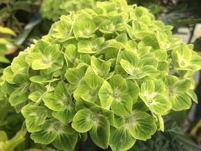 Part of the Magical Everlasting Series, Green Cloud blooms mature from brilliant chartreuse with white centre to red and green later in the season. Minter Country Garden photo