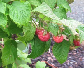 Small fruits, like raspberries, can be prolific food producers.
