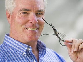 SFU entomology professor and mosquito expert Carl Lowenberger with a metal model of the bug in a file photo. (Thankfully, not to scale.)