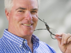 SFU entomology professor and mosquito expert Carl Lowenberger with a metal model of the insect in a file photo.  (Fortunately, not to scale.)