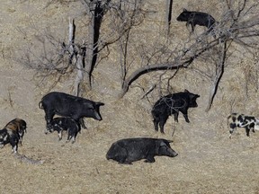 Feral pigs roam near a ranch in Mertzon, Texas, Feb. 18, 2009. Operators of a Vancouver Island golf course say feral pigs have caused thousands of dollars damage to the course, but conservation officers are getting ready to round up the creatures.