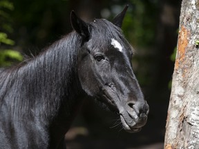 Un caballo rescatado en Cheekye Ranch.