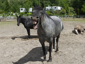 Caballos felices en Cheekye Ranch en Squamish.