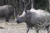 White rhinos are seen at Zinave National Park in this screengrab from AFP video.
