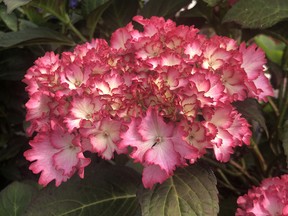 Seaside Serenade Fire Island adds texture and colour to the garden, with frilly foliage and bold magenta colour. Minter Country Garden photo