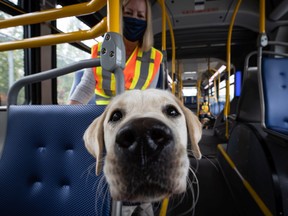 Hope, a trainee service dog, sits with her volunteer Shelly Nash while riding a transit bus during a training exercise at the Vancouver Transit Center bus station on July 22, 2020.