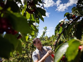 Prime Minister Justin Trudeau picks cherries at family farm owner Derek Lutz's orchard in Summerland, B.C., Monday, July 18, 2022.&ampnbsp;The heat and wildfires in British Columbia last year combined with mild temperatures in the earlier months of 2022 have left fruit growers with a sour taste as farmers record a lighter than normal crop.