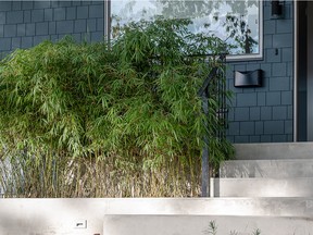 An example of bamboo growing beside a house in Metro Vancouver.