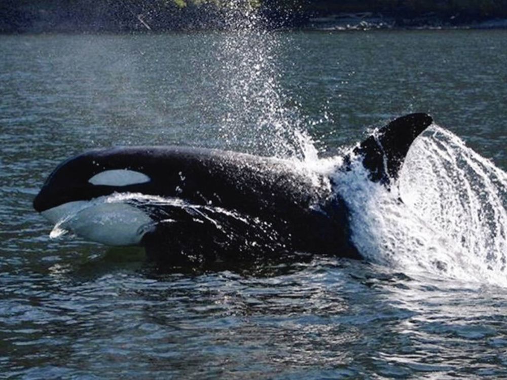 Island event celebrates 20 years since Springer reunited with pod