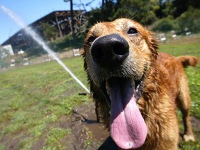 Turning on the AC is the top way British Columbian pet owners say they keep their furry friends cool and comfortable in the summer heat.