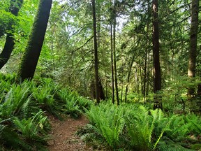 The Matheson Lake Loop Trail passes lush fern grottoes.