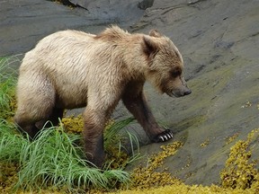 The trip to Khutezeymateen grizzly bear sanctuary, home to the largest concentration of grizzlies in North America, was a highlight.