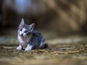 Yiming Zhu was living on his own at the time of the offence and had purchased a kitten — not the one pictured here — because he was feeling isolated and stressed with his studies.