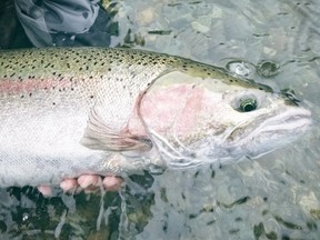 The B.C. Wildlife Federation alleges Department of Fisheries and Oceans managers are overriding scientific advice in making that decision and prioritizing commercial opportunities to fish at the expense of steelhead conservation.