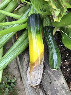 Tomatoes and zucchinis are susceptible to blossom end rot. A dose of liquid calcium will help prevent this problem.