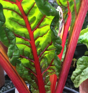 Many starter plants, like swiss chard and a wide variety of greens, are still available to carry food gardens well into fall.