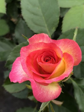 Ping Lim’s striking new introduction, the True Bloom ‘Sincerity’ bi-colour rose. Photo: Minter Country Garden.