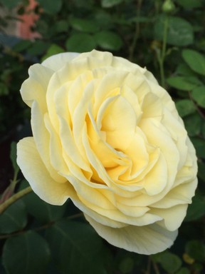 Easy Elegance roses are exceptionally easy to grow and care for. Photo: Minter Country Garden.