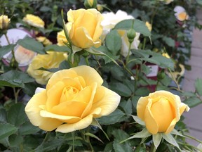 Easy Elegance roses are exceptionally easy to grow and care for. Photo: Minter Country Garden.