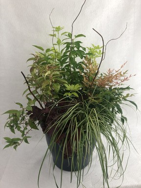 Clockwise from centre: Choisya Sundance, Nandina Gulf Stream, Carex Evergold, Heuchera Cherry Truffles, Leucothoe Rainbow, accented with curly willow.