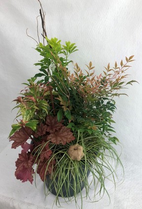 Clockwise from centre: Choisya Sundance, Nandina Gulf Stream, Carex Evergold, Heuchera Peachberry Ice, Leucothoe Rainbow, accented with a decorative pumpkin and dried bullrush stems.