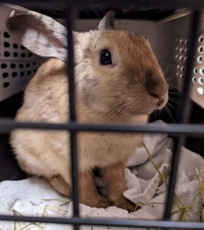 Thirty-two rabbits of varying ages were seized from a Vancouver breeding operation by the B.C. SPCA.