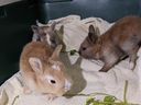 Thirty-two rabbits of various ages were seized from a Vancouver breeding operation by the BC SPCA.