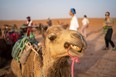 A camel waits to take travellers for a ride in the Sahara Desert. Photo by Mirko Freund.