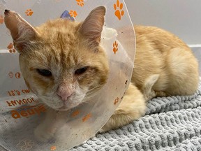 Edward, an abandoned orange tabby cat, is recovering after being brought to the Prince Rupert branch of the B.C. SPCA with a huge facial wound. He was picked up and brought for help by Good Samaritans after wandering the streets for more than a week.