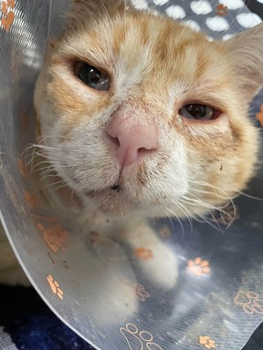 Edward, an abandoned orange tabby cat, is recovering after being brought to the Prince Rupert branch of the B.C. SPCA with a huge facial wound. He was picked up and brought for help by Good Samaritans after wandering the streets for more than a week.
