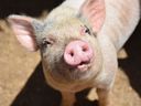 Yale University team restored blood circulation and other cellular functions in multiple porcine organs an hour after pigs (not this one) died from cardiac arrest.