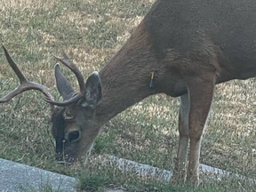 A young deer in Metchosin with a cross-bow bolt protruding from its neck. The buck was shot in Metchosin sometime on Thursday, says a resident who sees it daily feeding in his front yard.