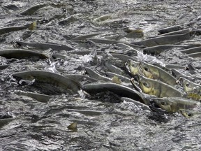 Pink salmon have been decimated on the west coast, so their appearance in Bond Sound in BC is a bright spot for First Nations.