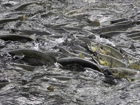 Pink salmon have been decimated on the West Coast, so their appearance at Bond Sound in B.C.'s is a bright spot for First Nations.