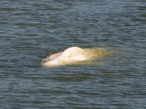 A beluga whale swims between two locks on the Seine river, in Notre-Dame-de-la-Garenne, northwestern France, on Aug. 6, 2022.