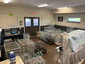 The BC SPCA is caring for 99 budgies who were surrendered into the society's care following an animal protection investigation in West Kelowna.