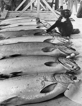 An undated Ralph Bower picture of a Vancouver Sun salmon derby weigh in at Horseshoe Bay. The wharf cat turned up to select his salmon.