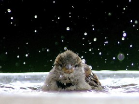 A house sparrow pauses in the heat for a cooling bird bath.