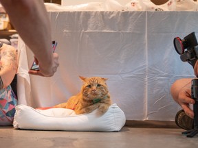 New Westminster's own BenBen, the ‘saddest cat on the internet,’ is one of the guests at this year’s Meowfest at Rocky Mountaineer Station Aug. 20.