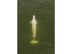 In this aerial image, taken by a drone from the environmental group Sea Shepherd, shows a Beluga whale in the Seine river in Saint-Pierre-la-Garenne region, west of Paris, Friday, Aug. 5, 2022. French authorities are tracking a Beluga whale that strayed far from its Artic habitat into the Seine River, raising fears that the ethereal white mammal could starve if it stays in the waterway that flows through Paris and beyond. French environmentalists are hoping to feed a catch of herring to a worryingly thin Beluga whale that strayed far from its Arctic habitat into the Seine River. (Sea Shepherd via AP)