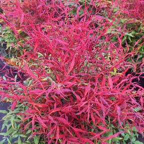 Nandina Bonfire has slender, fiery, swirly leaves that are very distinctive.