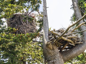 The original bald eagles nest at UBC, left, and the new artificial one about 200 metres away that UBC hopes the eagles will move to.