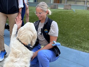 L'infirmière du British Columbia Children's Hospital, Kelsey McCormick, s'occupe d'un chien de thérapie utilisé pour aider les travailleurs de la santé à faire face au stress.
