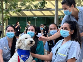 Le nouveau programme de zoothérapie du BC Children's Hospital vise à aider les travailleurs de la santé stressés.